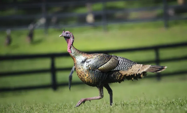 How Fast Can a Spooked Turkey Run Everything You Need to Know