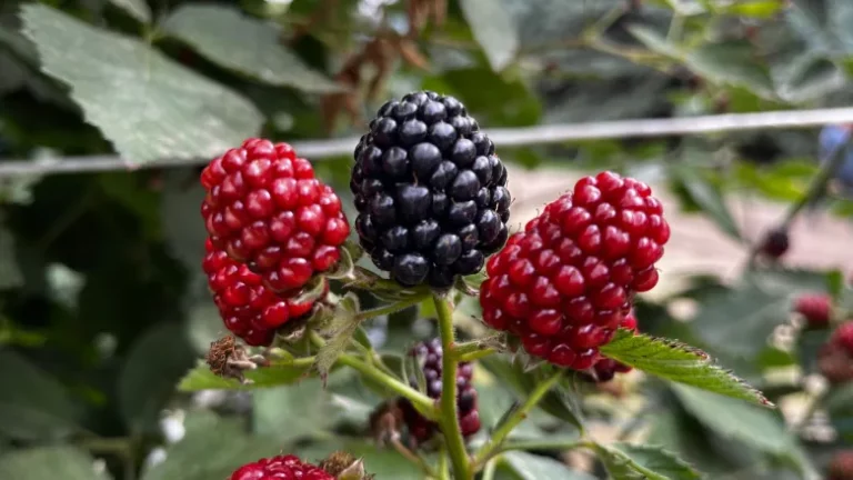 Berries in Canada A Guide to Delicious and Nutritious Treats