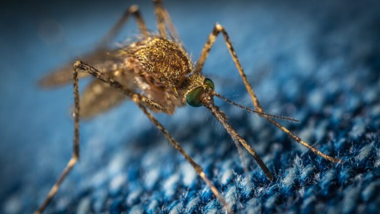 Organic Mosquito Control Helps to Stop Diseases Carried by These Insects